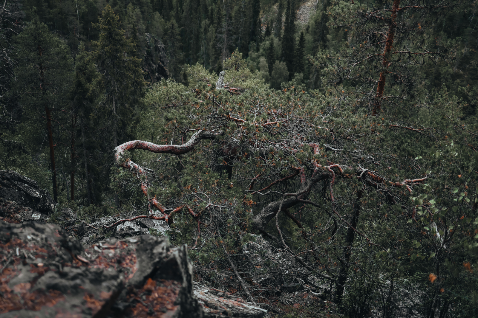 Karhunkierros Finnland Oulanka Canyon