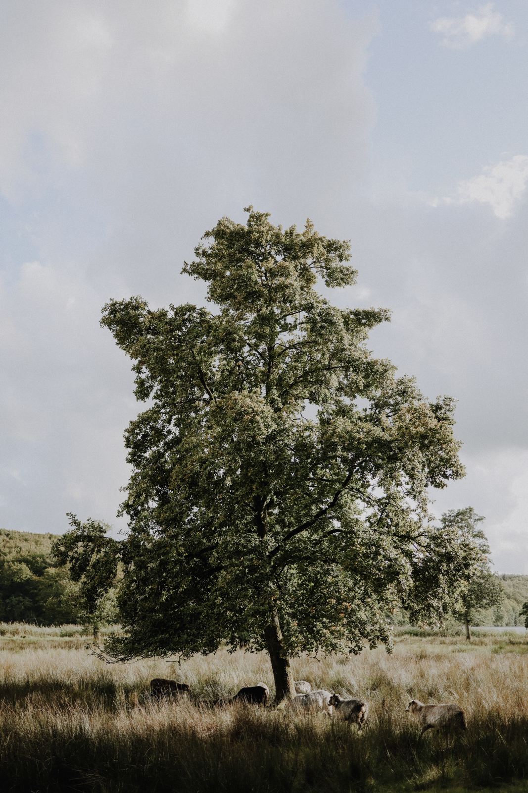 Wandern bei Viborg, De Fem Halder, Dollerup Bakker