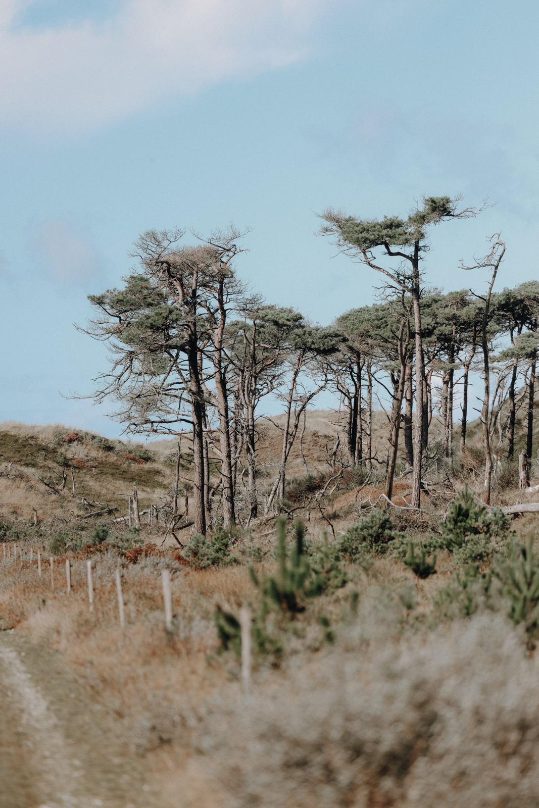 Hvide Sande Wandern Husby Klitplantage