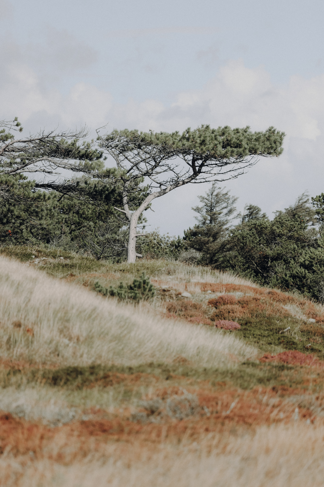 Hvide Sande Wandern Husby Klitplantage