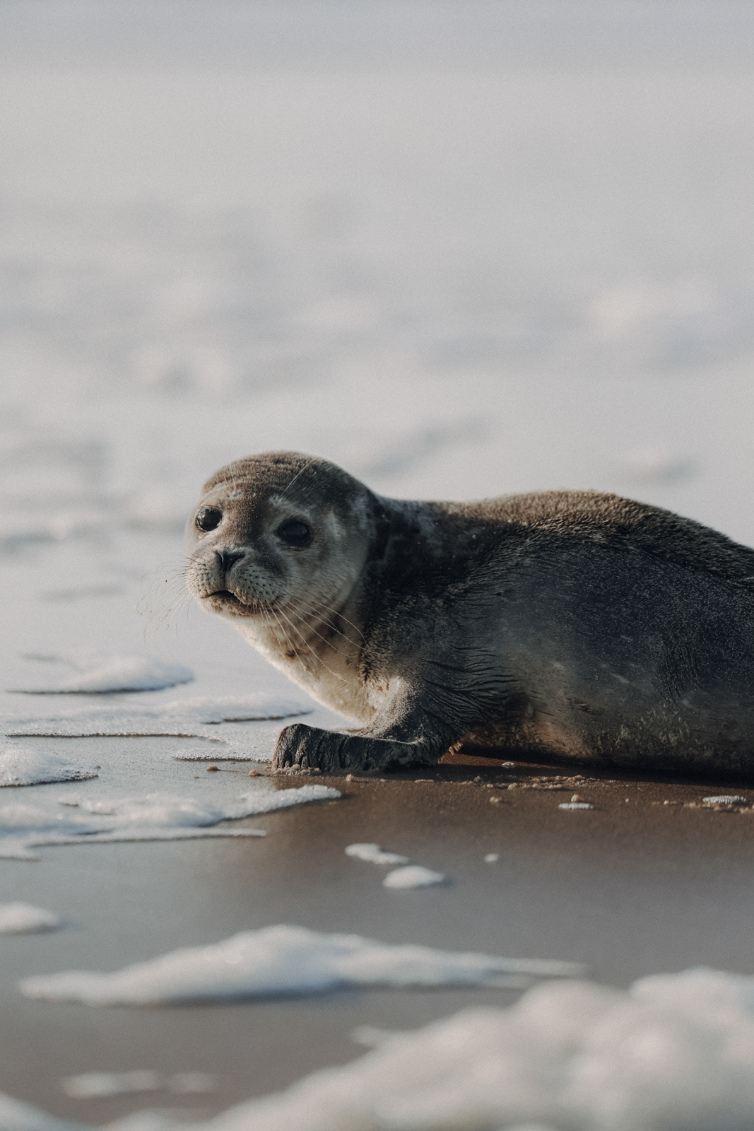 Hvide Sande Strand