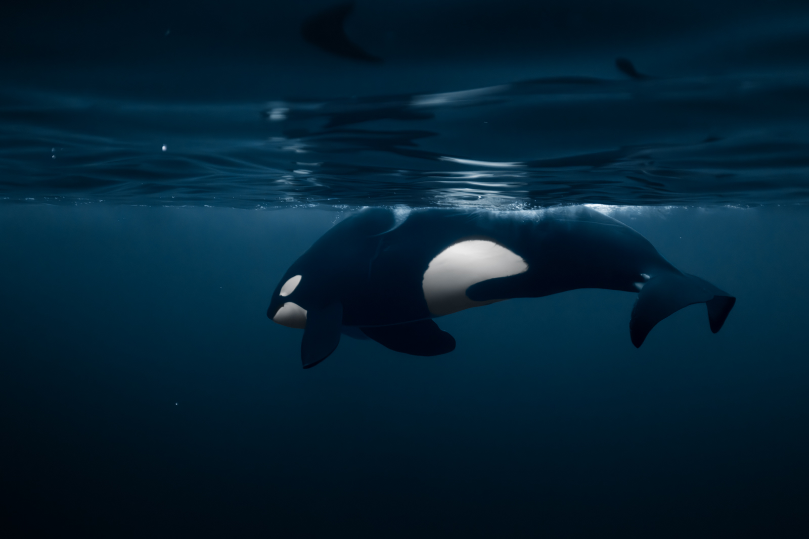 Orcas Norwegen