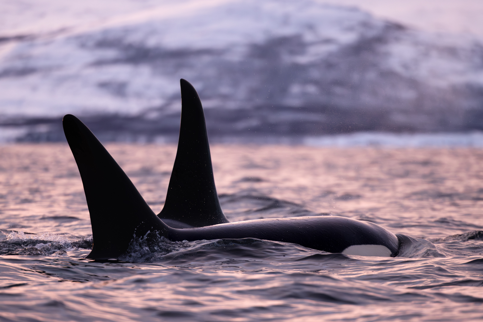 Orcas Norwegen