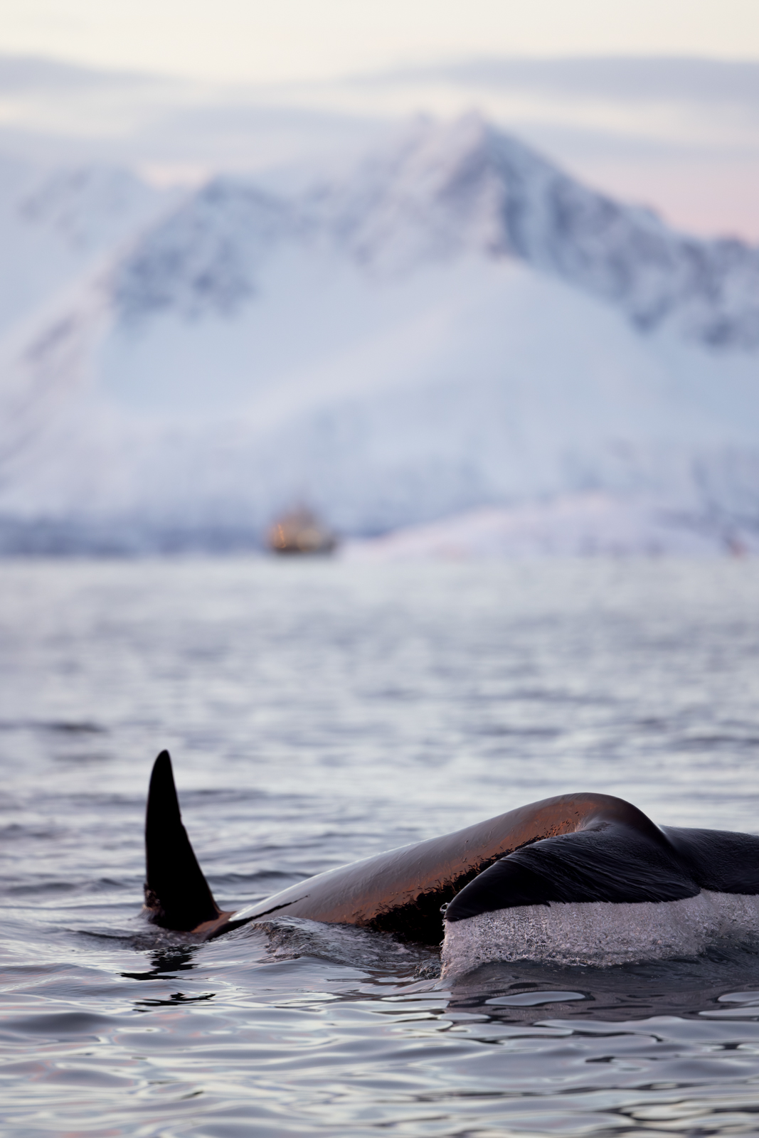 Orcas Norwegen