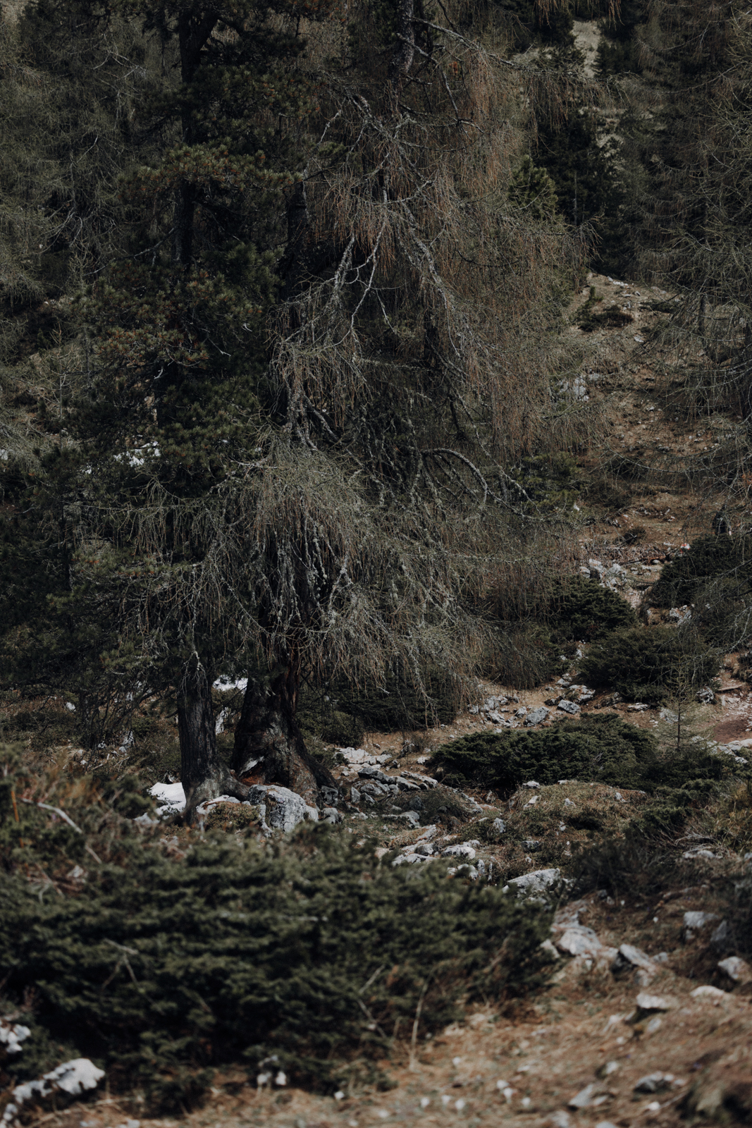 Achensee Wanderung Dalfaz Alm Rofangebirge