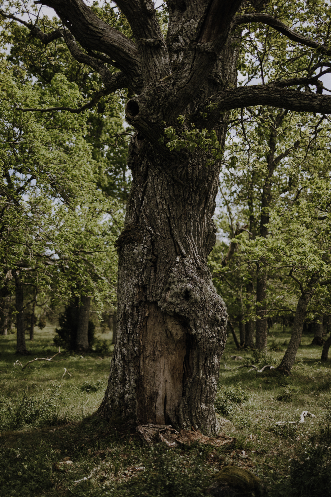 Gotland Geheimtipp Fjäle Ödegård