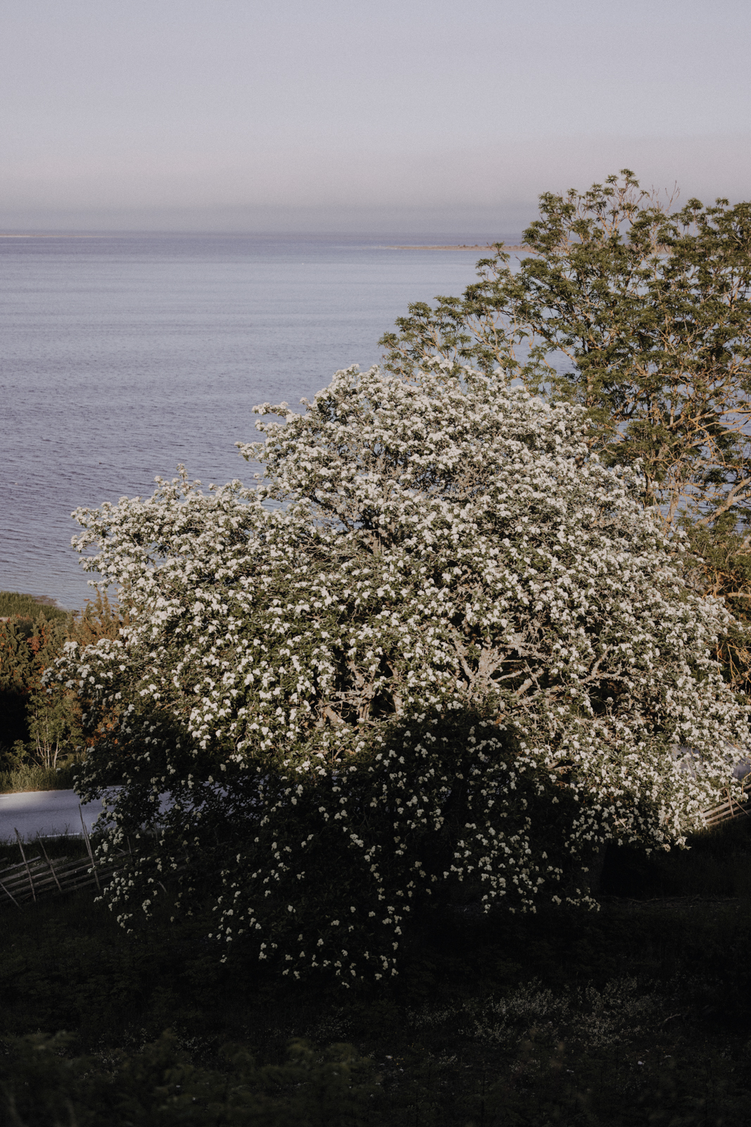 Gotland Lergrav Rauken