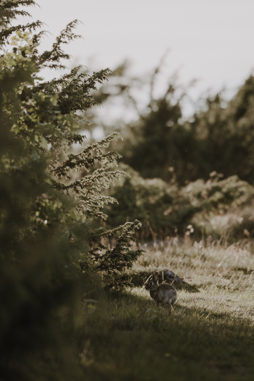 Naturreservat Fjärås Bräcka