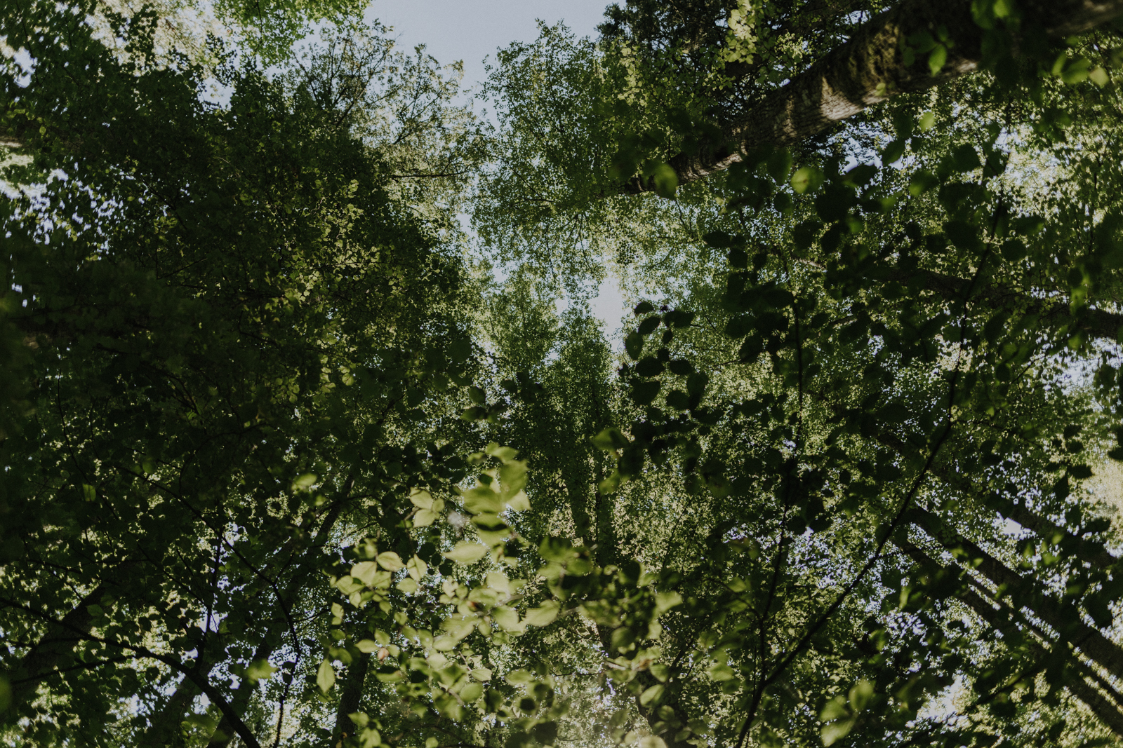 Podlachien Białowieża Urwald