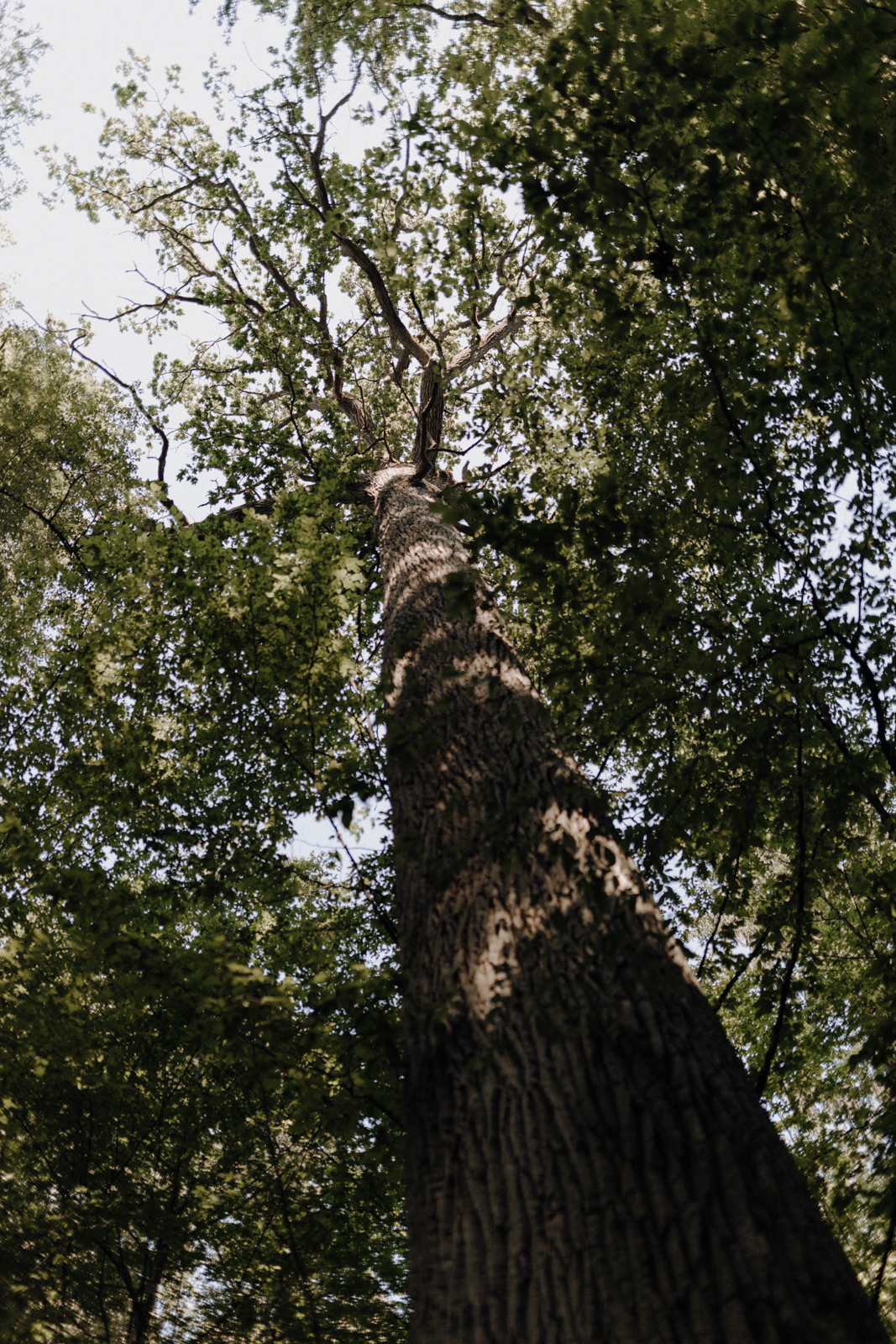 Białowieża-Urwald Polen Podlachien
