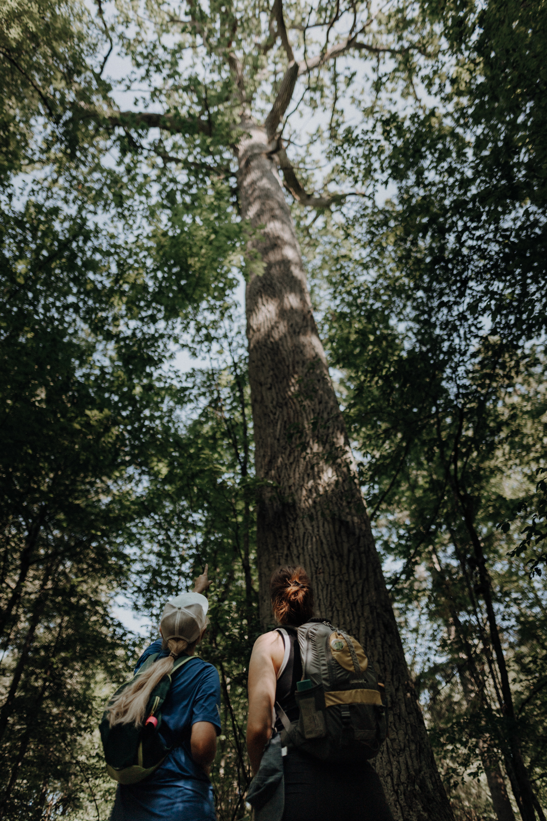 Podlachien Białowieża Urwald