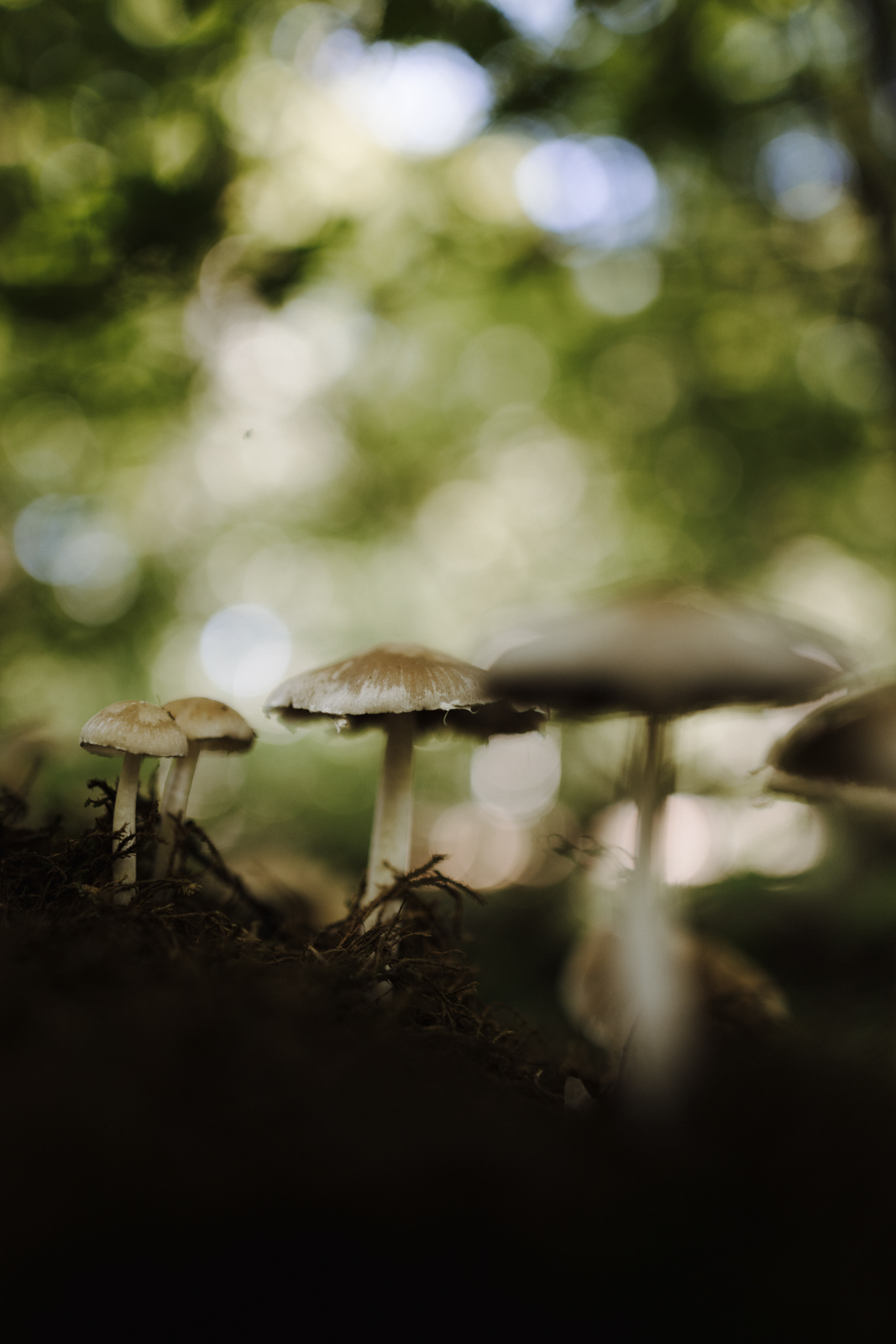 Podlachien Białowieża Urwald