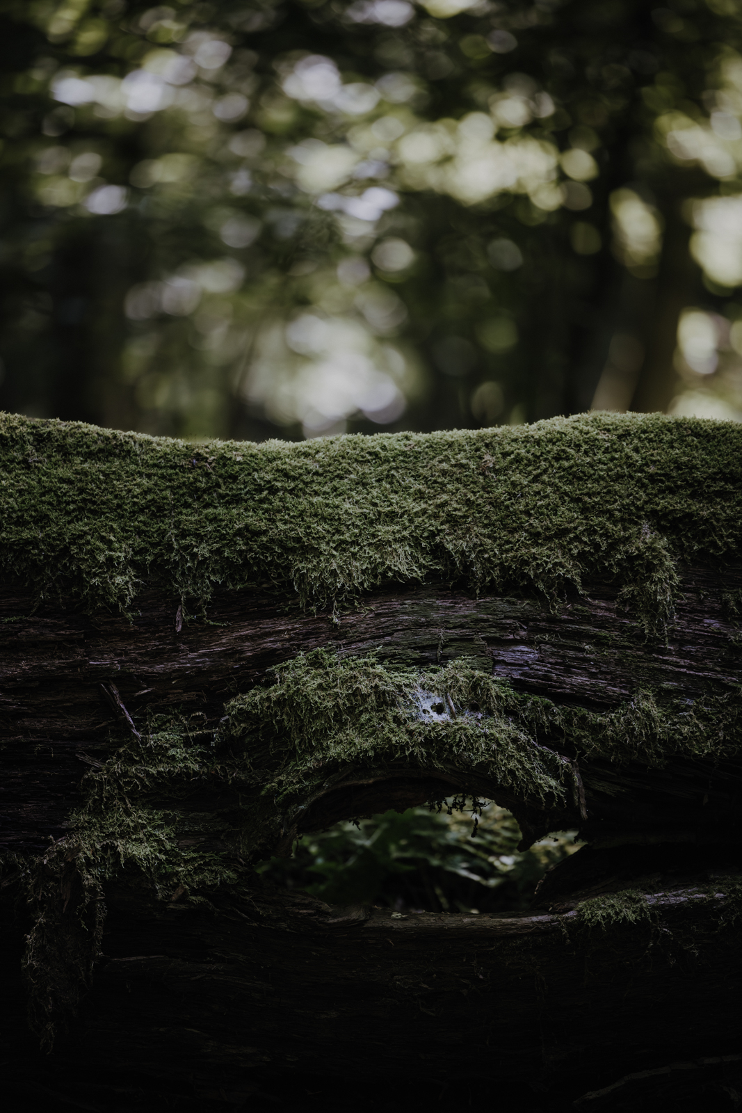 Podlachien Białowieża Urwald