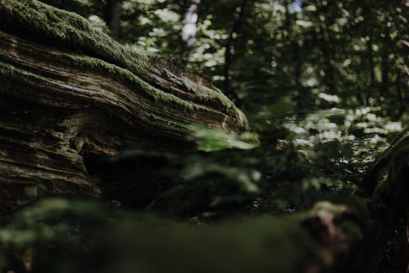 Podlachien Białowieża Urwald