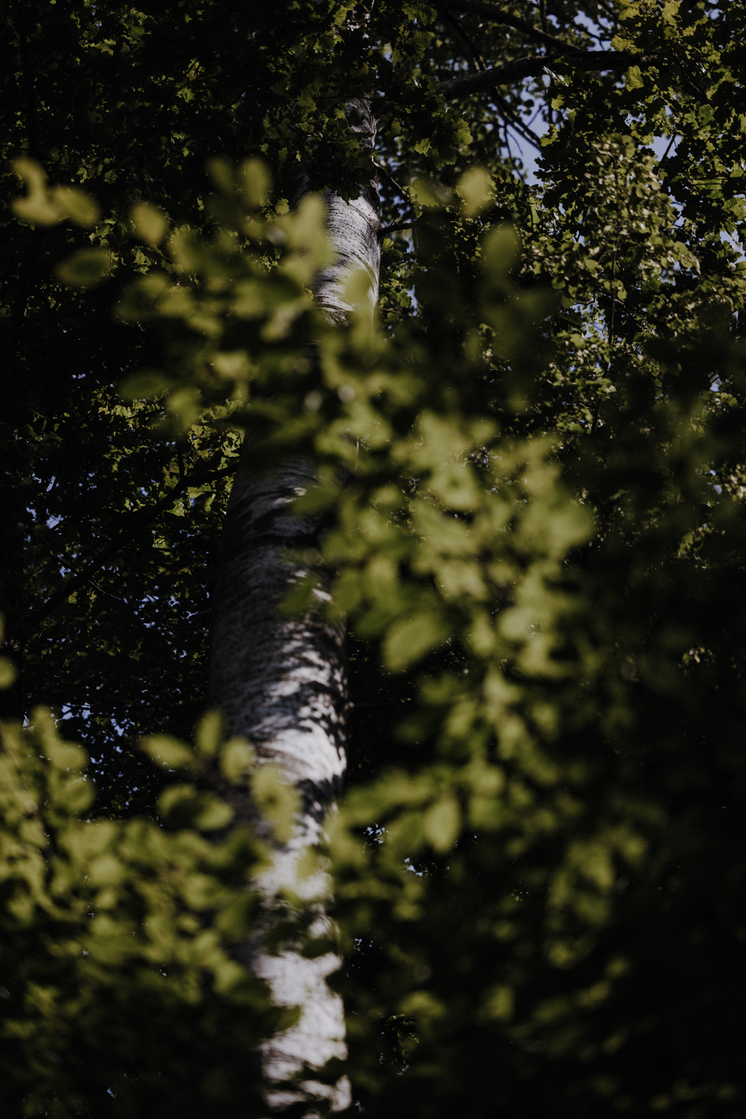 Podlachien Białowieża Urwald