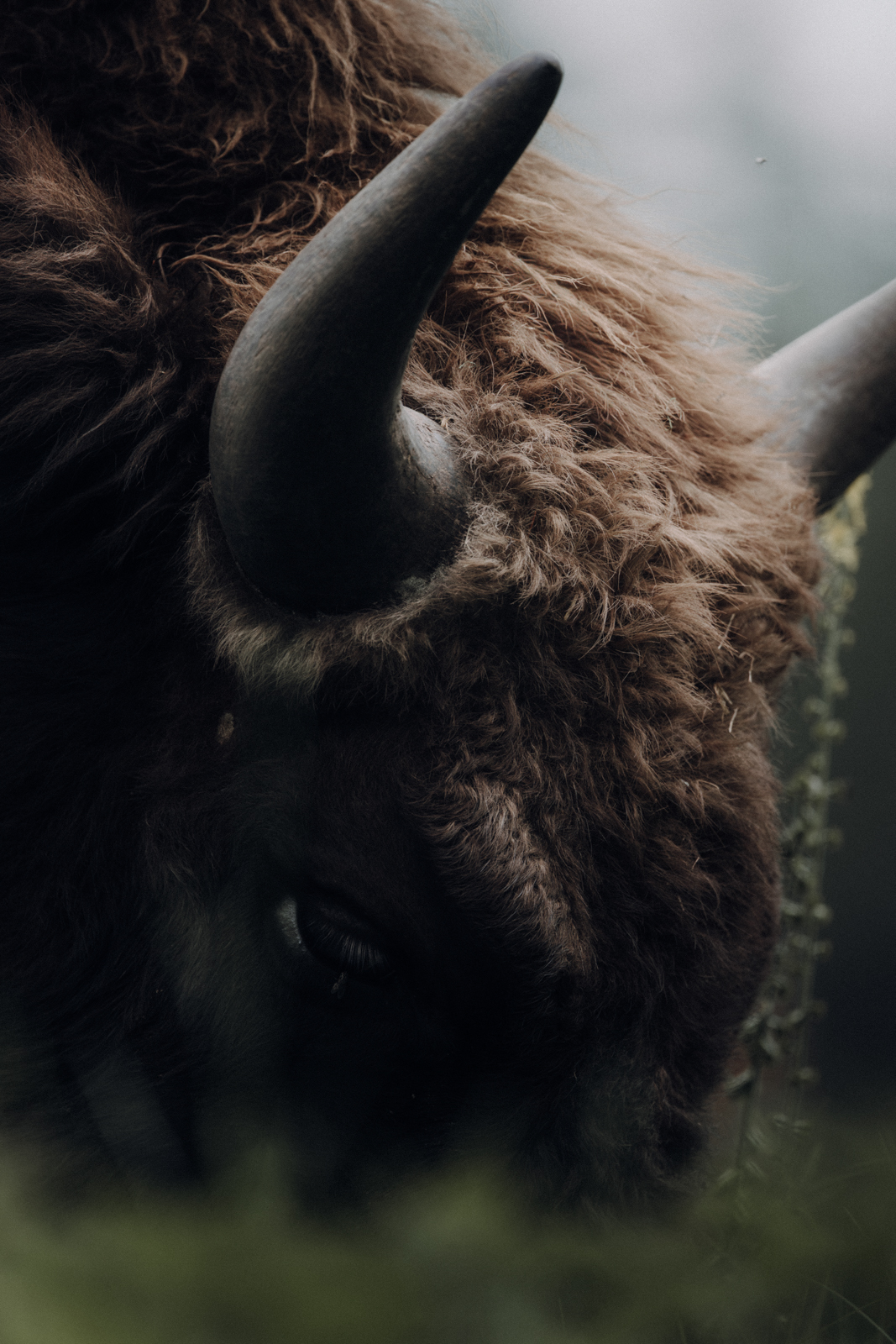 Podlachien Białowieża Urwald Wisent
