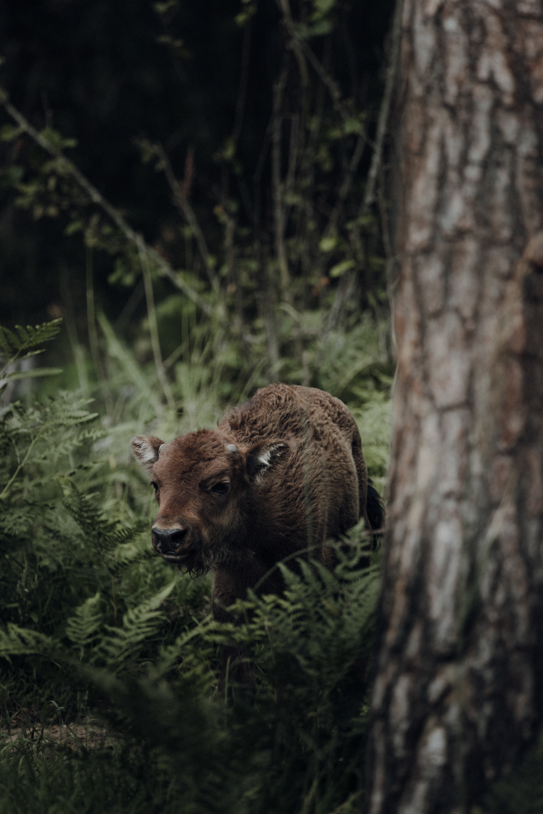 Podlachien Białowieża Urwald Wisent