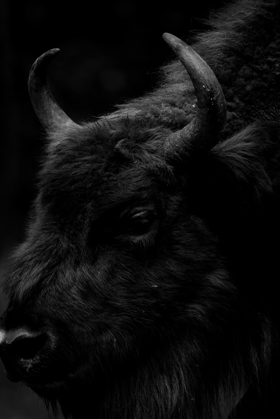 Białowieża-Urwald Wisent