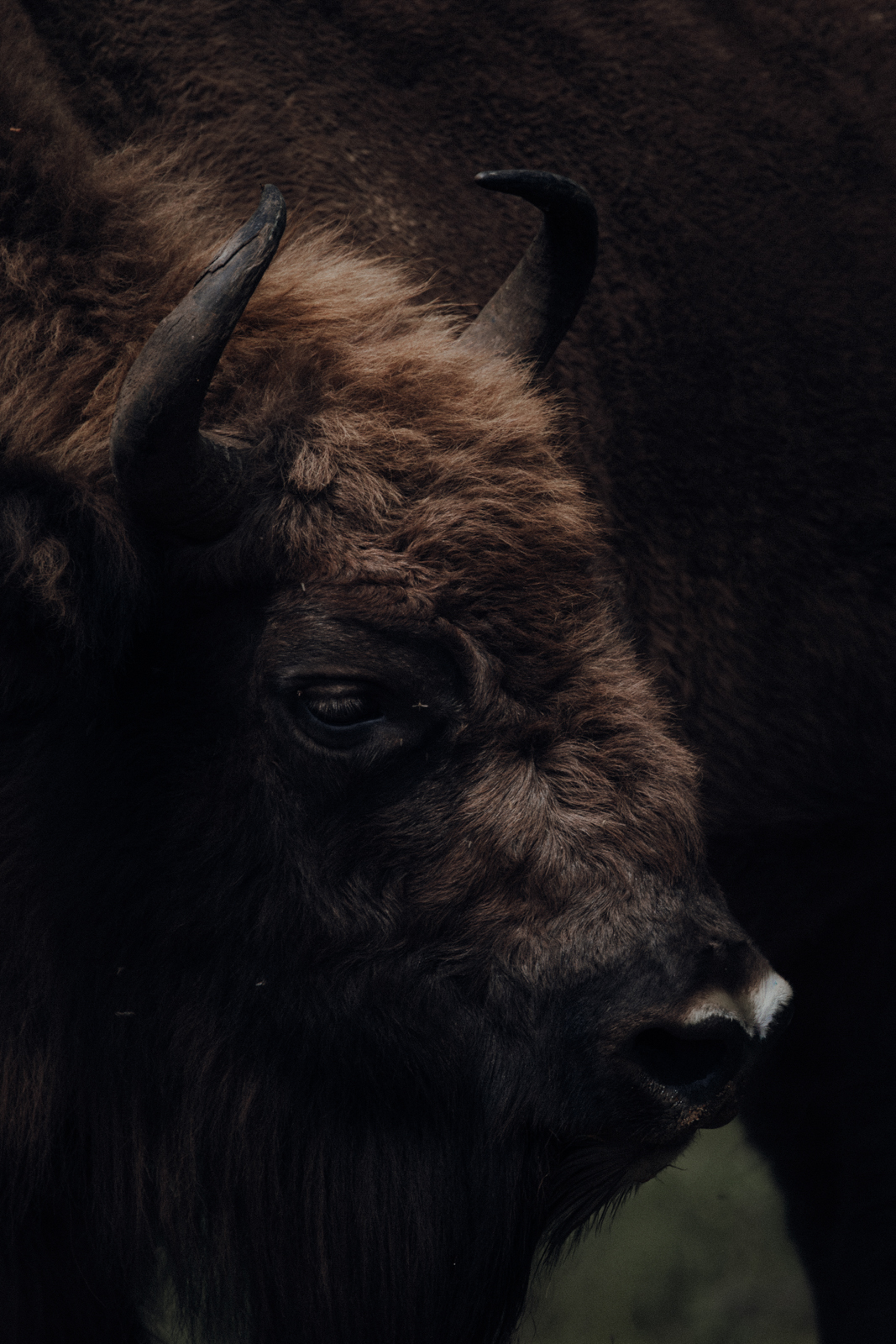 Białowieża-Urwald Wisent