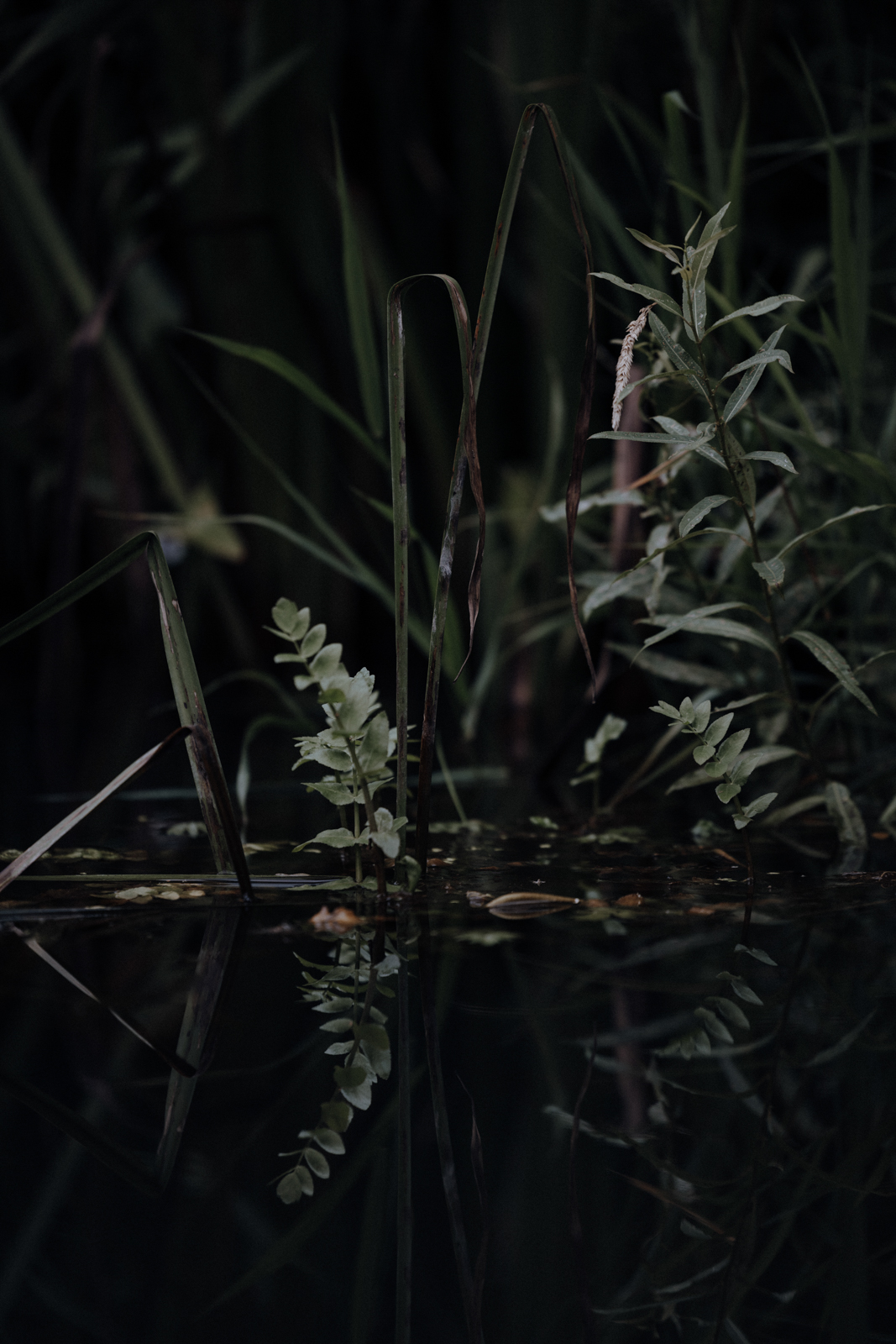 Białowieża Narewka